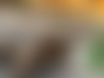 Meet The Tortoise Crew! Humphrey is up first!