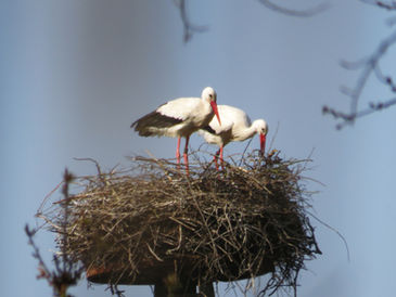 Hessens Störche: keine Gefahr für das Niederwild