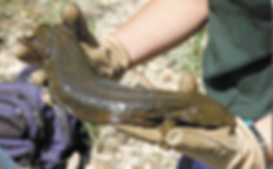 Hellbender