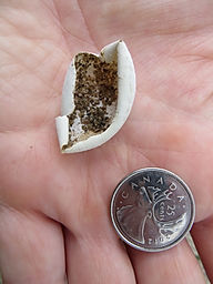 Snapping turtle egg