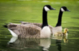 Canadian Geese with gooslng