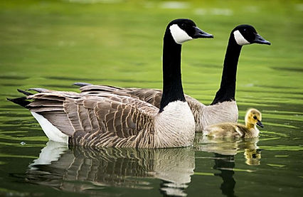 Canadian Geese with gooslng