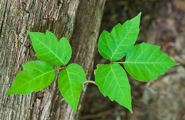 Poison Ivy