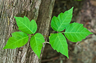 Poison Ivy