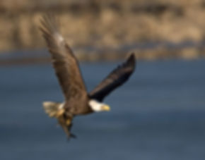 Flying Bald Eagle