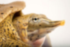 Spiny softshell turtle