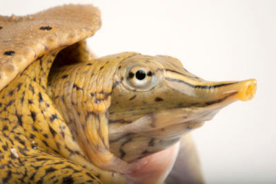 Spiny softshell turtle