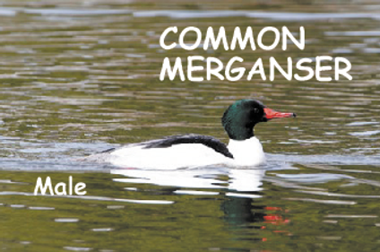 Common Merganzer goose