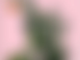 A ÚLTIMA BOLACHA DO PACOTE