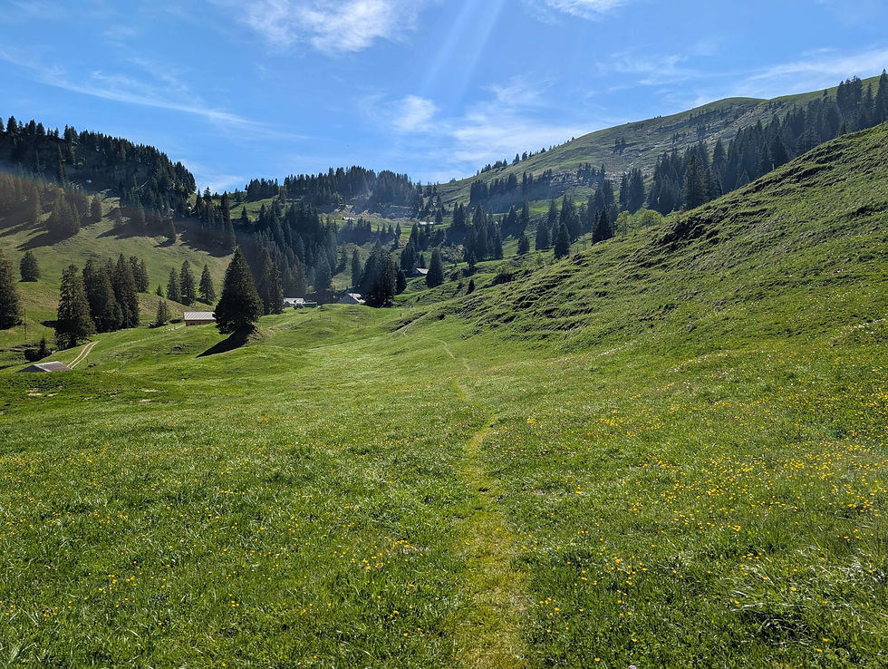 Taking a look back while crossing the meadow