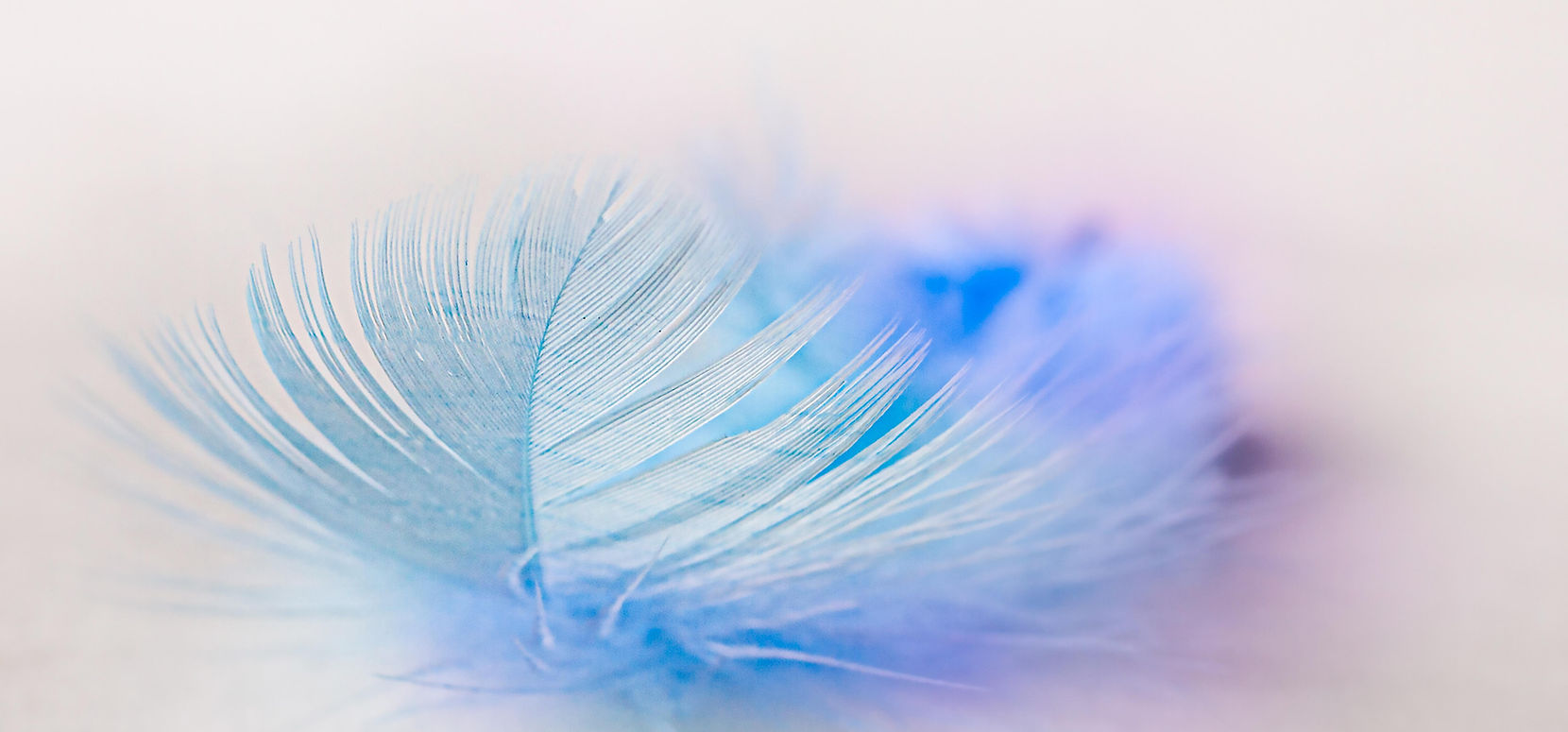 bird-feather-5625806.jpg