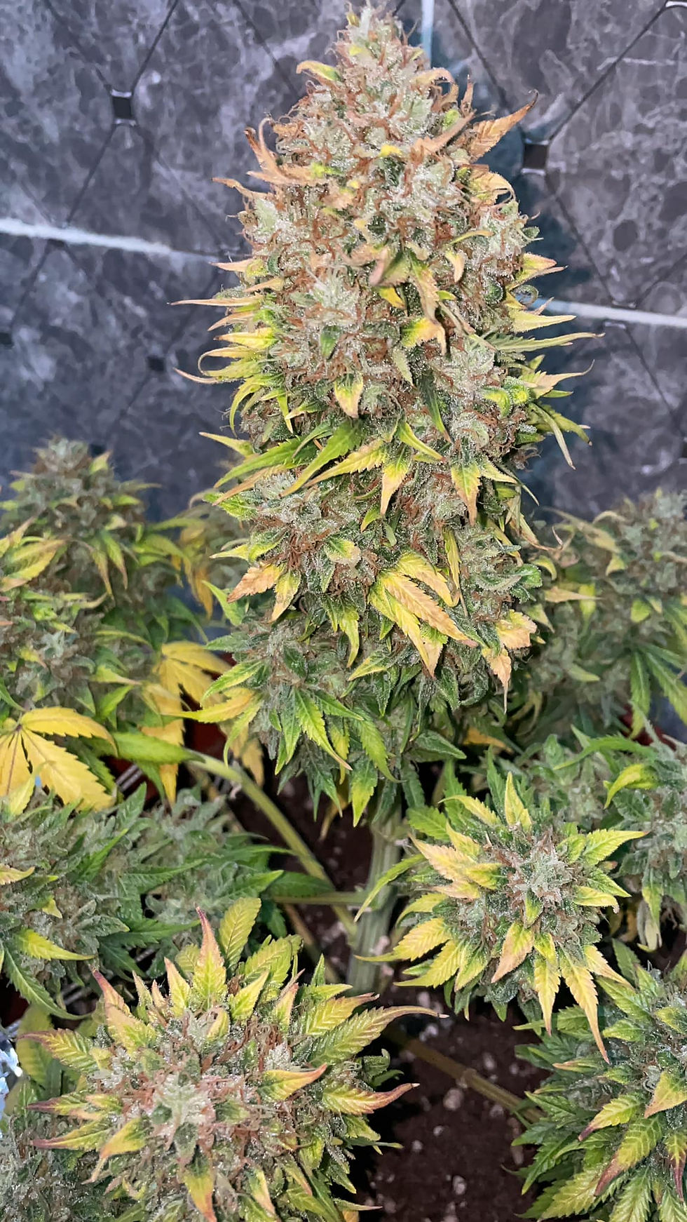 الصورة المصغرة: سكيتلز أوتو Zkittlez auto