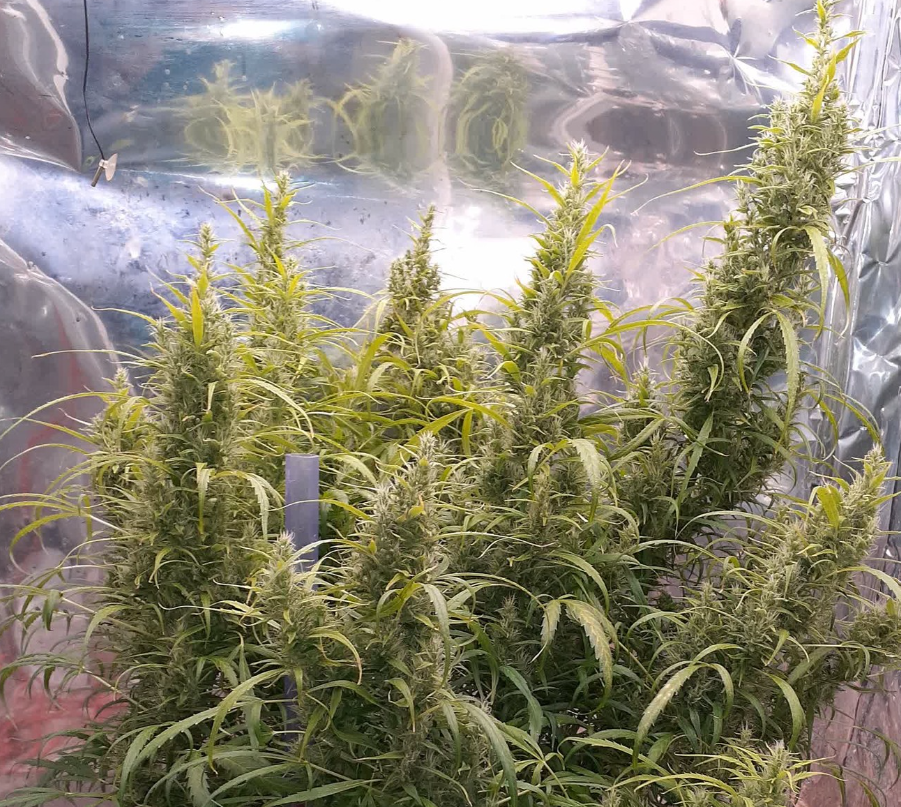 الصورة المصغرة: سبليف تشيز Spliff Cheese