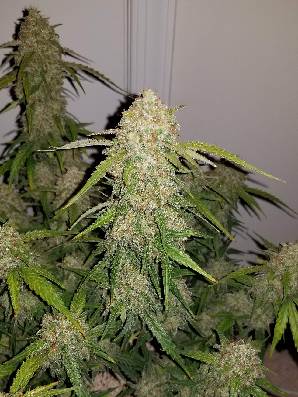 الصورة المصغرة: وايت ويدو أوتو White Widow auto