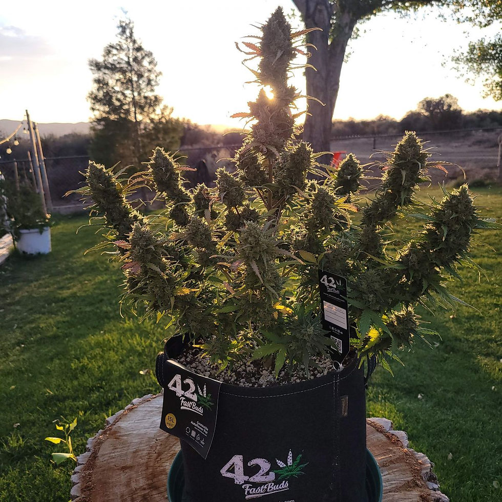 الصورة المصغرة: Blue Dream Auto الحلم الازرق بلو دريم اوتو
