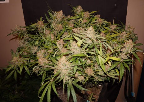 الصورة المصغرة: Bruce Banner Auto بروس بانر اوتو