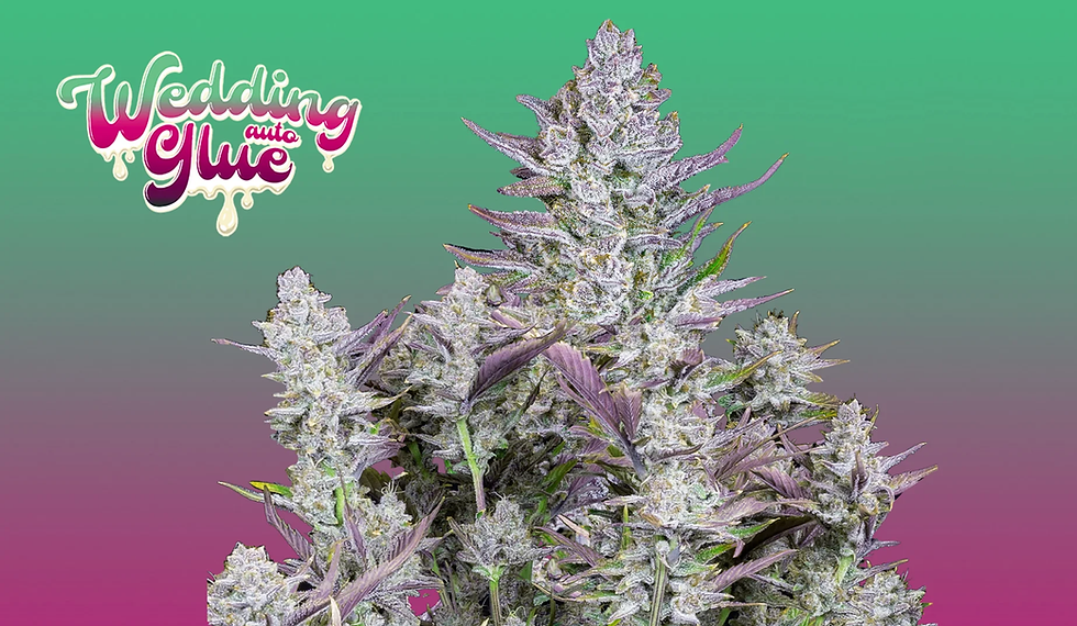 الصورة المصغرة: Wedding Glue Auto ودينج جلو اوتو