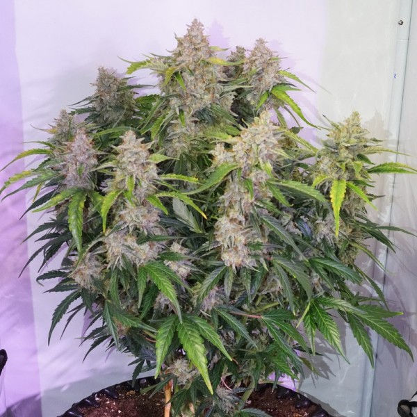 الصورة المصغرة: Skywalker Haze Auto سكاي واكر اوتو