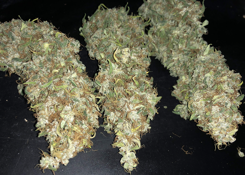 الصورة المصغرة: داتش بلو أوتو Dutch Blue auto