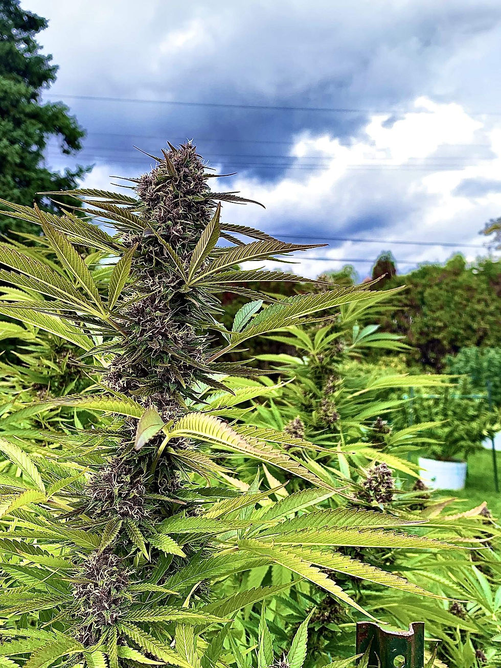 الصورة المصغرة: بربل بيري كوش Purple Berry Kush