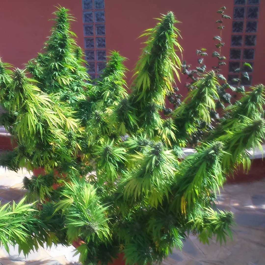 سي بي دي ميدي كوش CBD Medi Kush