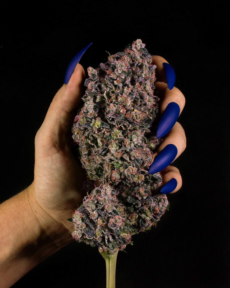 الصورة المصغرة: بلو بيري Blue Berry