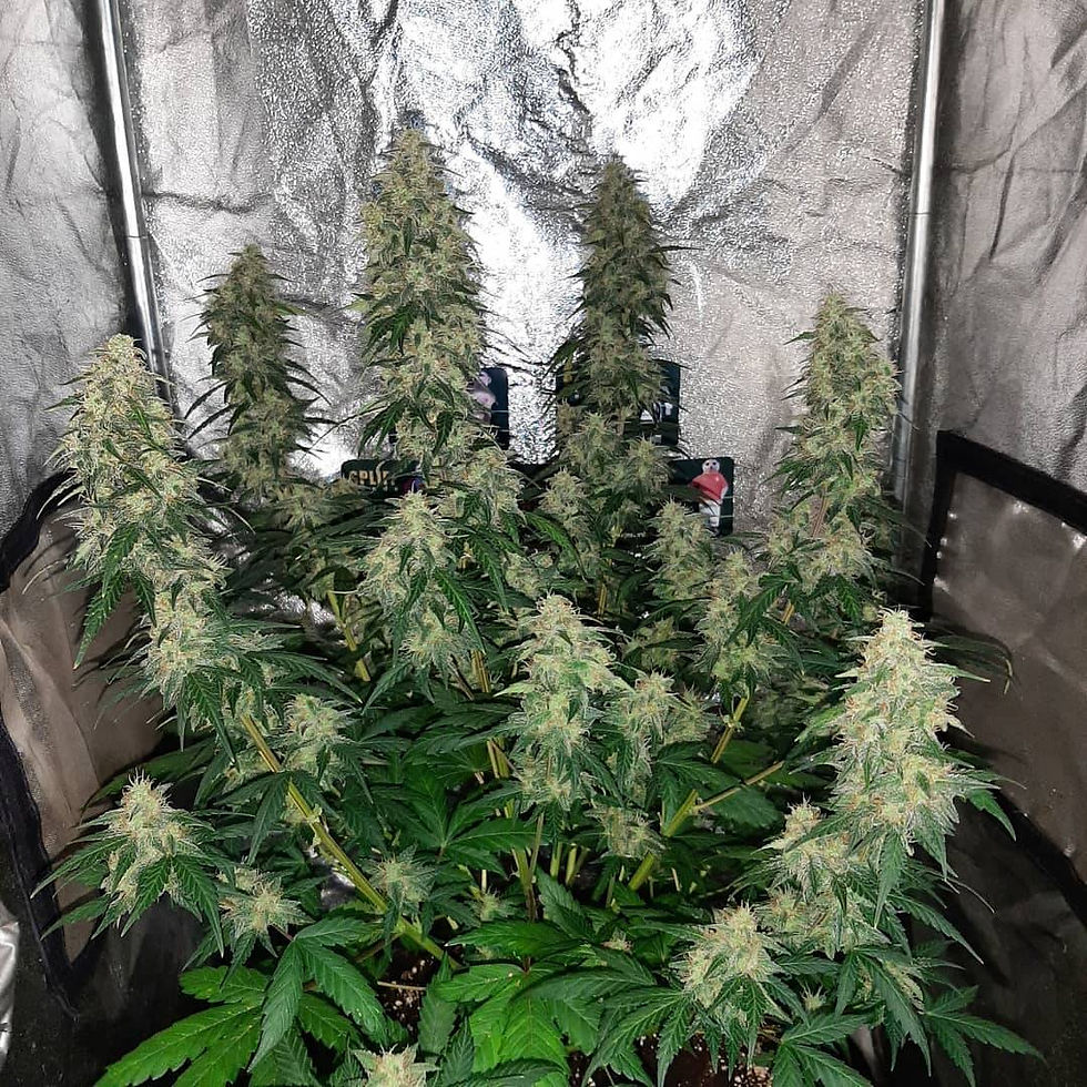 الصورة المصغرة: أمنيسيا أوتو Amnesiac auto