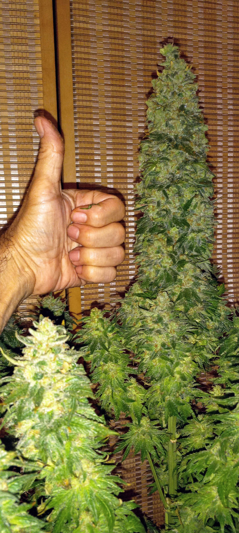 الصورة المصغرة: السبيكة الذهبية Gold Bar Kush