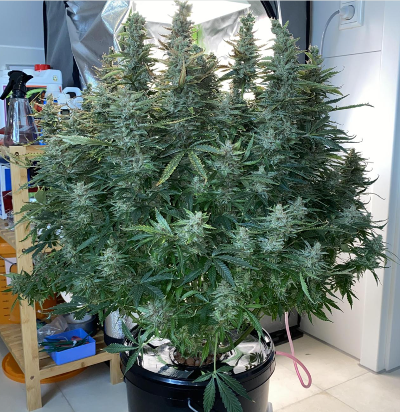 الصورة المصغرة: ليمون هايز Lemon Haze