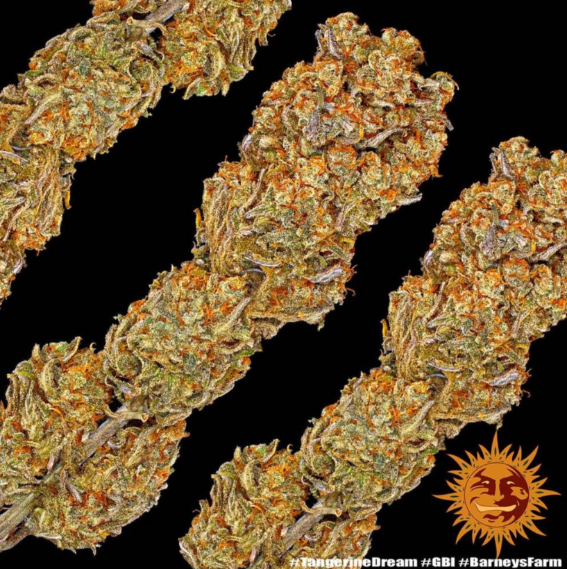 الصورة المصغرة: Tangerine Dream تانجرين دريم