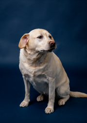 Screen Shot 2022-02-16 at 3.26.14 PM.png