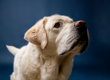 Screen Shot 2022-02-16 at 3.27.09 PM.png