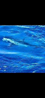 IMG_8857.jpeg