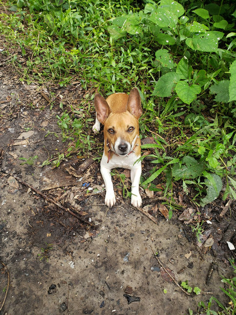 Red Sable & white rat terrier