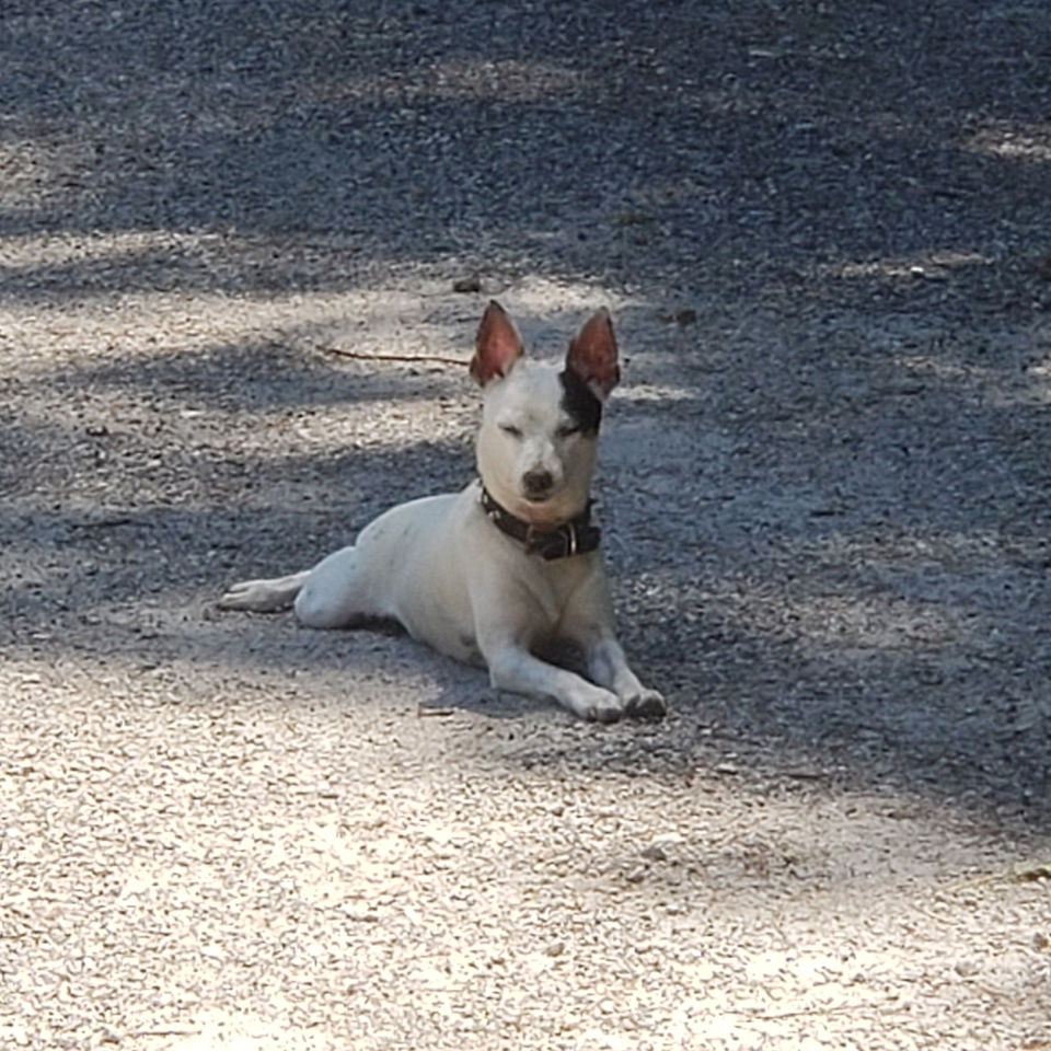 black tri rat terrier