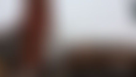 チューリップがつぼみになりました