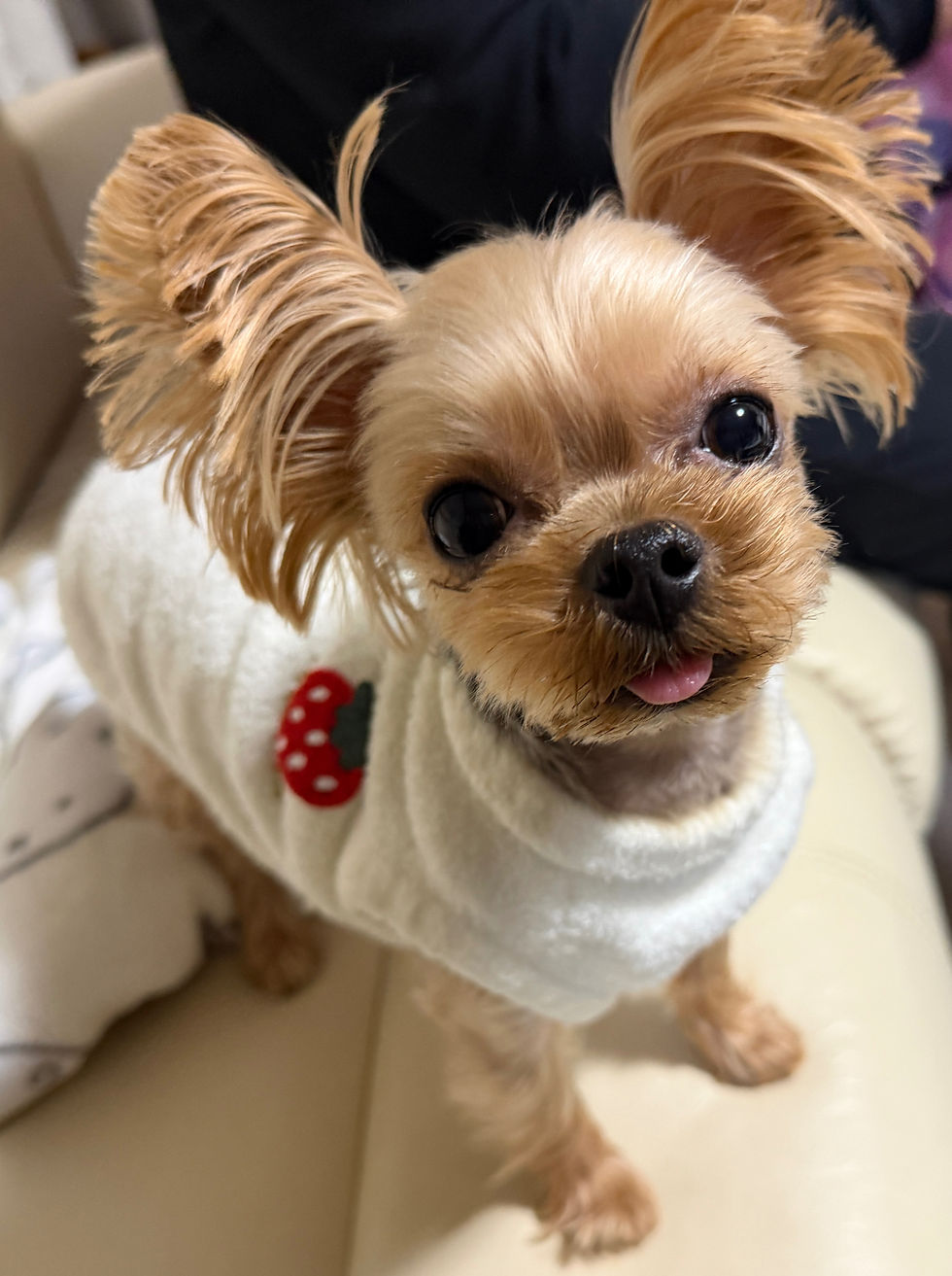 浄土真宗と神さま２