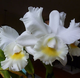 Bc Hawaiian Humor-2.JPG