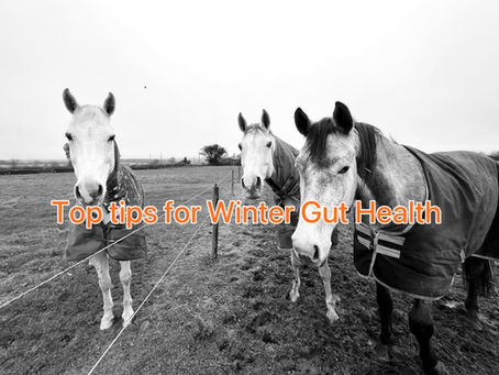 Top Tips for boosting your horses Winter Gut Health 
