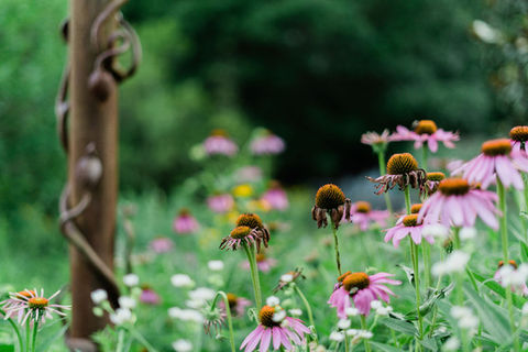 Flowers at arboretum