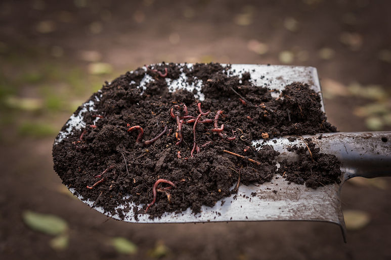 Worm Castings on shovel.jpeg