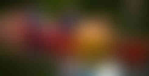 Kids kayak with ducks on lake reidsville