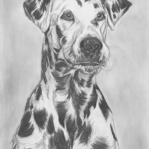 Dalmatian