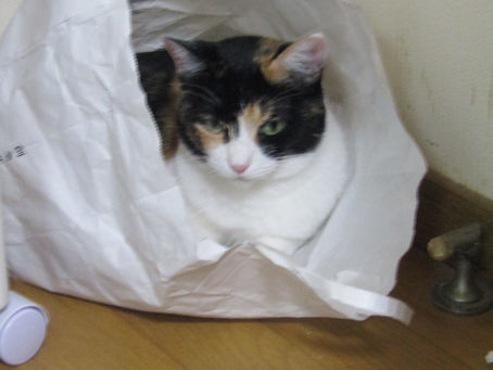 我が家の事件簿(その3)