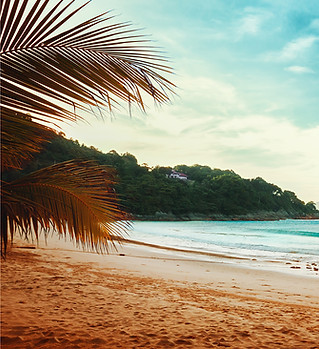 Palm Trees Beach View