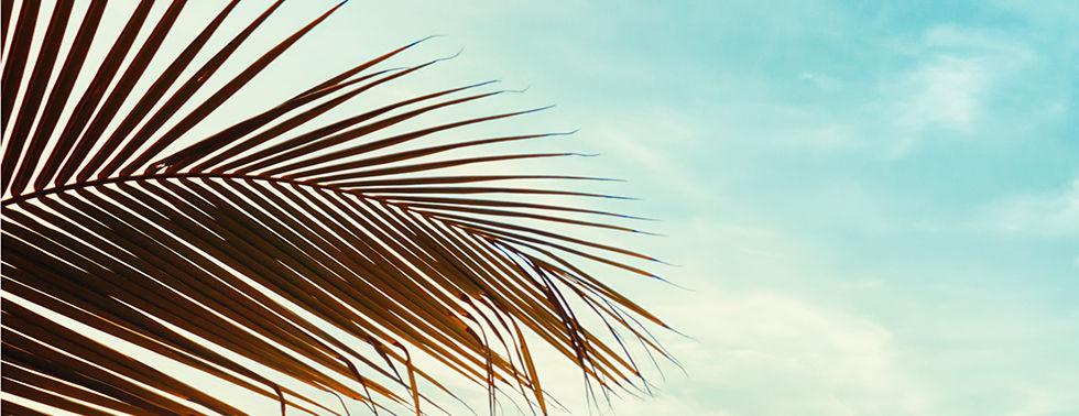 Palm Trees Beach View