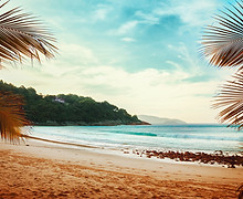 Palm Trees Beach View