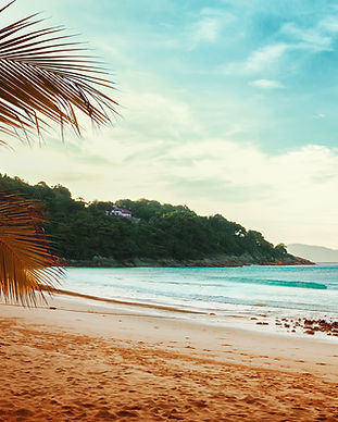 Palmbomen Beach View