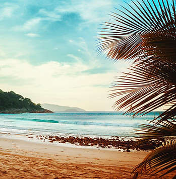 Palmbomen Beach View