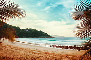 Voir le Palm Trees Plage